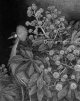 【ペン画】『 Japonesque  冬』－日本原産の植物を描く－ヤツデ もとゆきこ