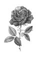 【ペン画】『 薔薇(バラ) 』もとゆきこ